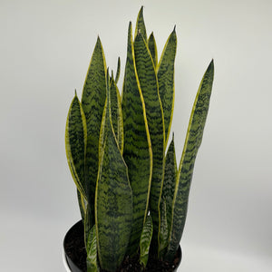 Sansevieria 'Laurentii'