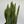 Sansevieria 'Laurentii'