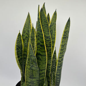 Sansevieria 'Laurentii'