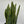 Sansevieria 'Laurentii'
