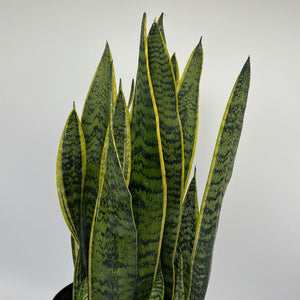 Sansevieria 'Laurentii'