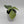 Monstera Amydrium Silver (Spiderman Monstera)