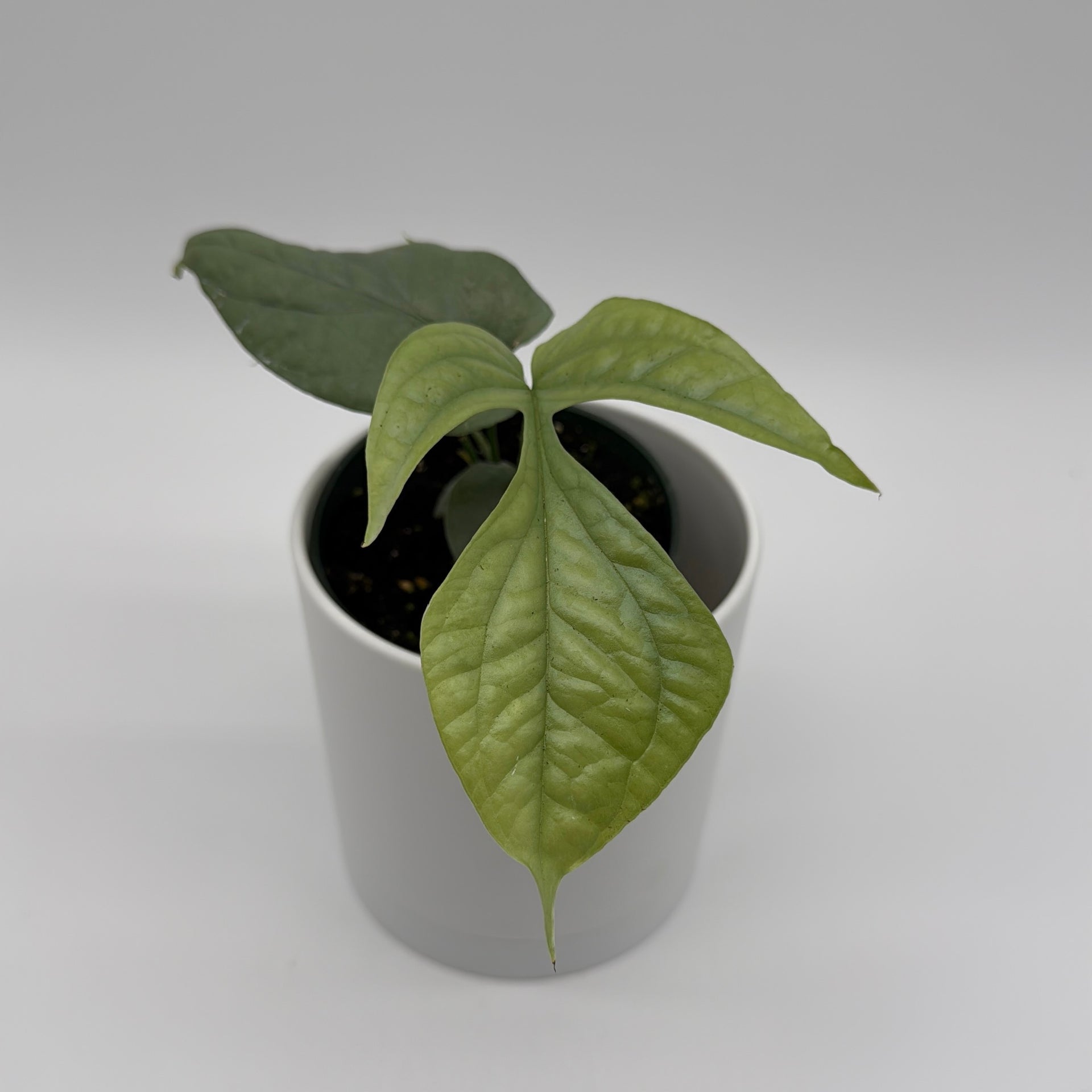 Runo Plants | Indoor Plants