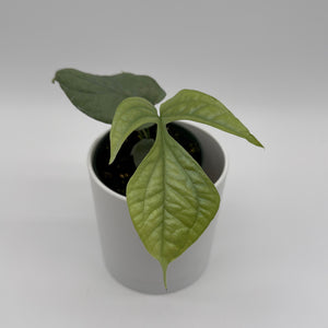 Monstera Amydrium Silver (Spiderman Monstera)