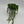 String of Pearls (Curio Rowleyanus)