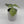 Monstera Amydrium Silver (Spiderman Monstera)