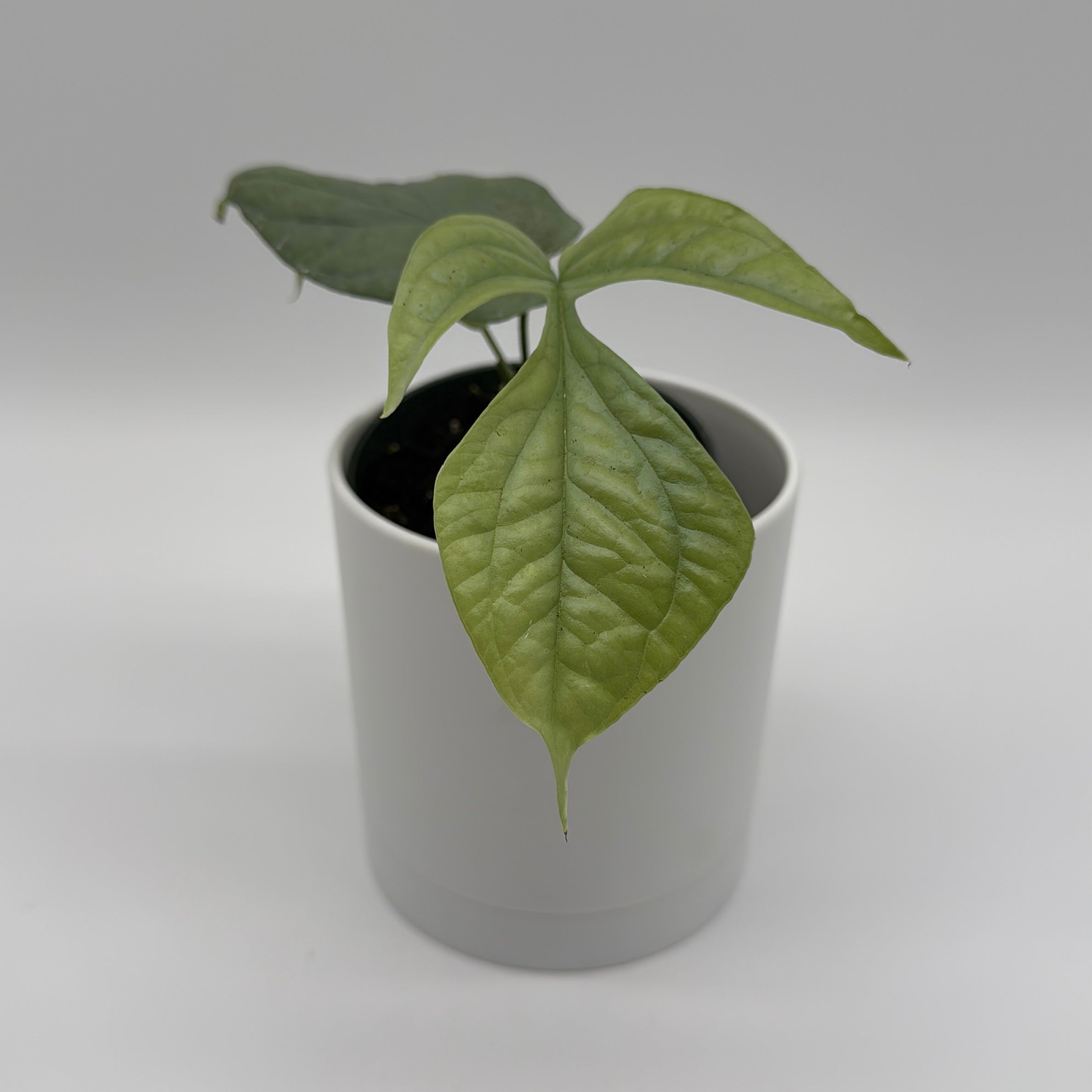 indoor silver plant Runo Plants | Indoor Plants