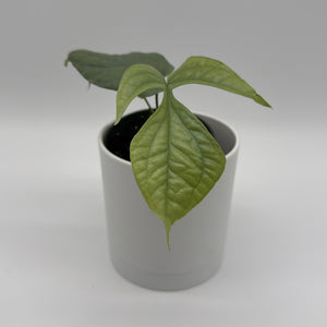 Monstera Amydrium Silver (Spiderman Monstera)