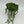 String of Pearls (Curio Rowleyanus)