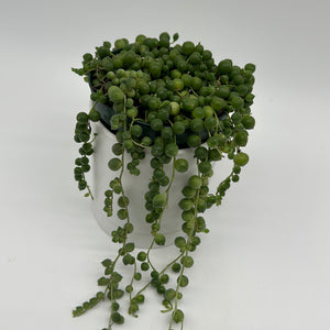 String of Pearls (Curio Rowleyanus)