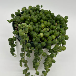 String of Pearls (Curio Rowleyanus)