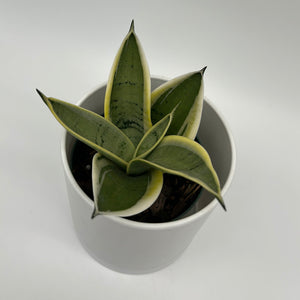 Sansevieria 'Ghost Blade'