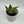 Sansevieria 'Ghost Blade'