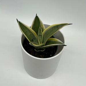 Sansevieria 'Ghost Blade'