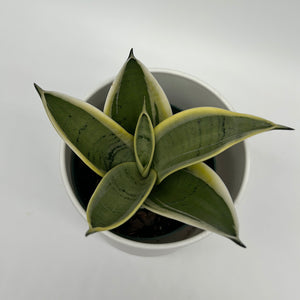 Sansevieria 'Ghost Blade'