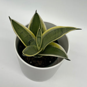 Sansevieria 'Ghost Blade'