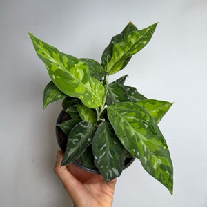 Tricolor Aglaonema Pictum