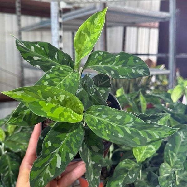 Tricolor Aglaonema Pictum