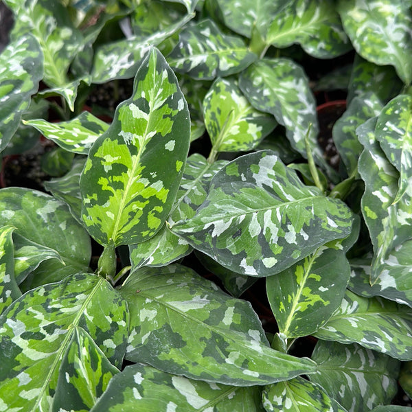 Tricolor Aglaonema Pictum