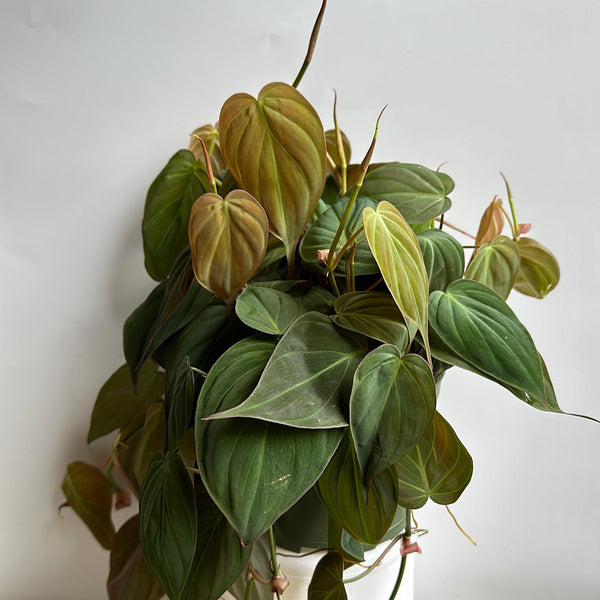 Philodendron Micans