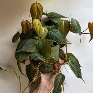 Philodendron Micans