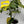 Monstera Yellow Marylin