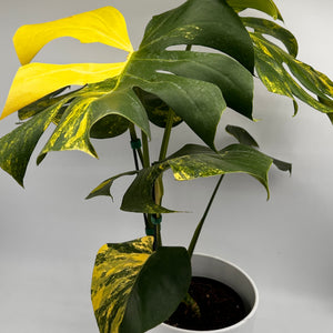 Monstera Yellow Marylin