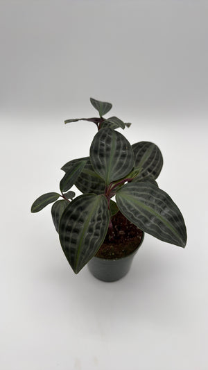 Geogenanthus Poeppigii