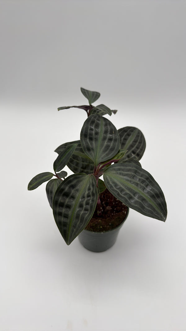 Geogenanthus Poeppigii