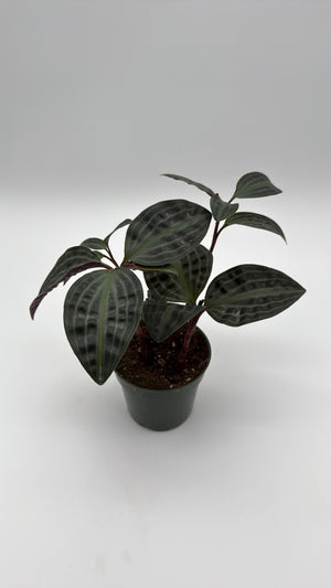 Geogenanthus Poeppigii