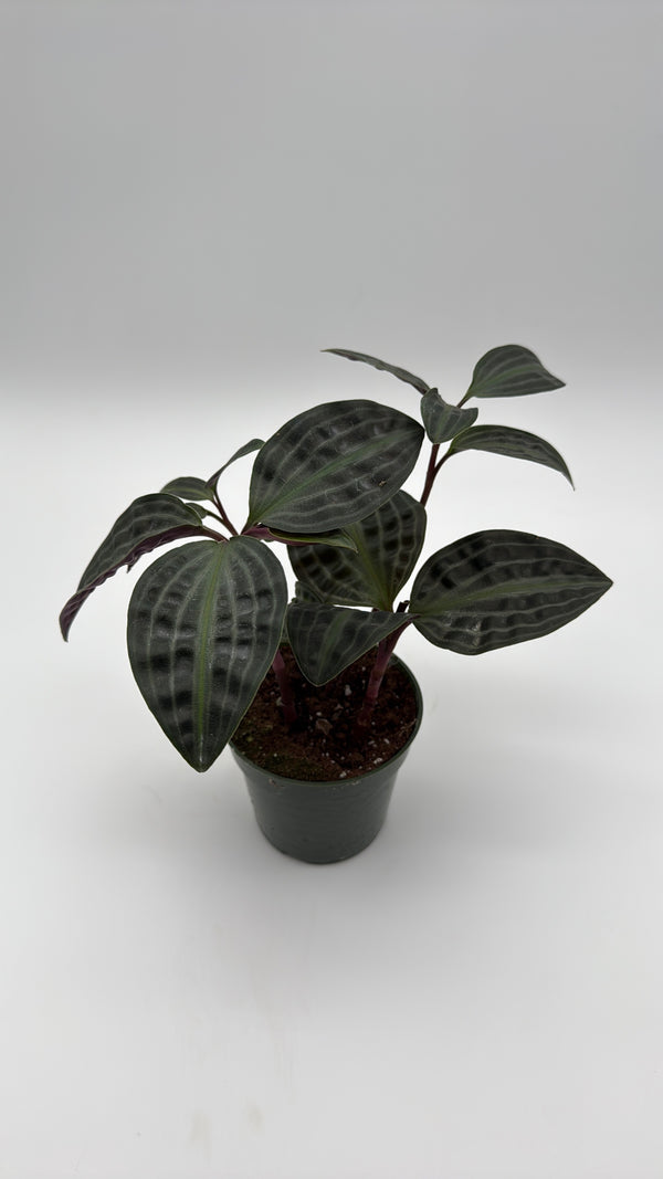 Geogenanthus Poeppigii