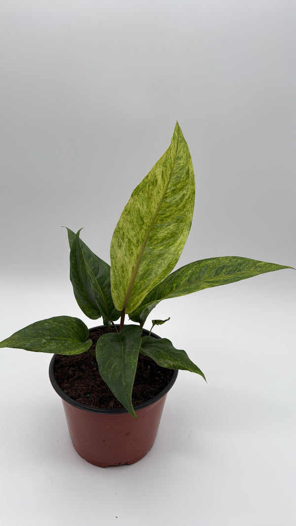 Variegated Anthurium Renaissancei