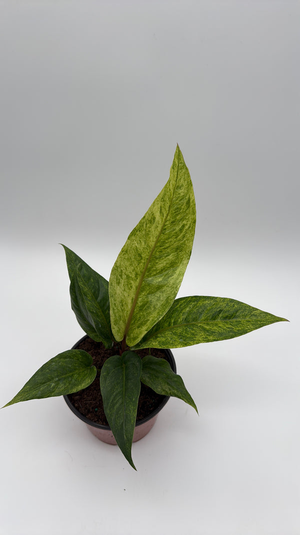 Variegated Anthurium Renaissancei