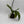 Handmade Kokedama Orchid