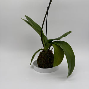 Handmade Kokedama Orchid