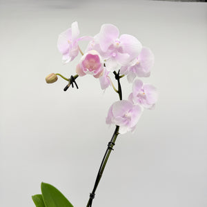 Handmade Kokedama Orchid