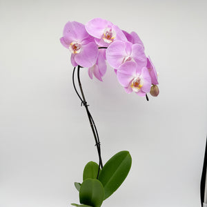 Handmade Kokedama Orchid
