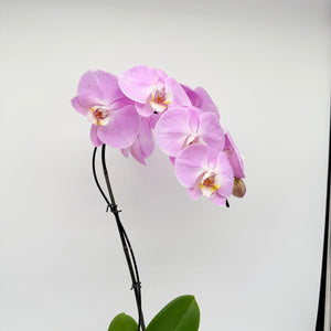 Handmade Kokedama Orchid