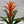 Guzmania Bromeliad