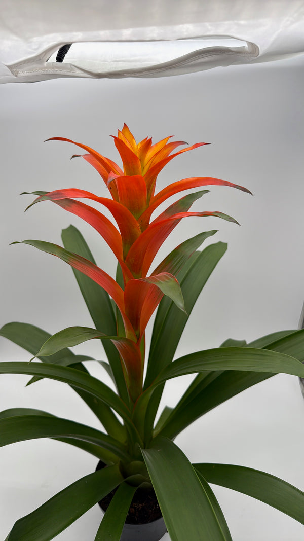 Guzmania Bromeliad
