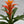 Guzmania Bromeliad