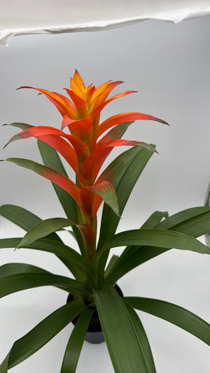 Guzmania Bromeliad
