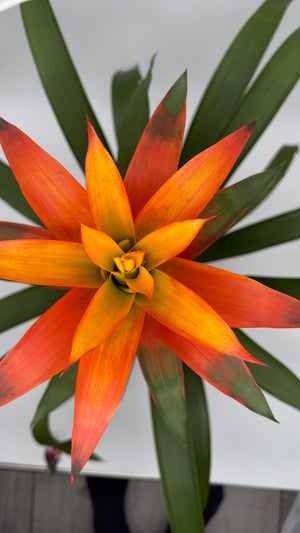 Guzmania Bromeliad