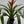 Guzmania Bromeliad