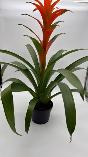Guzmania Bromeliad
