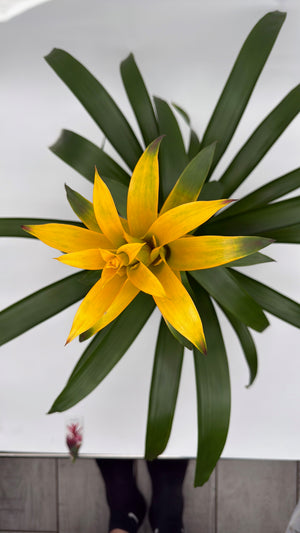 Guzmania Bromeliad