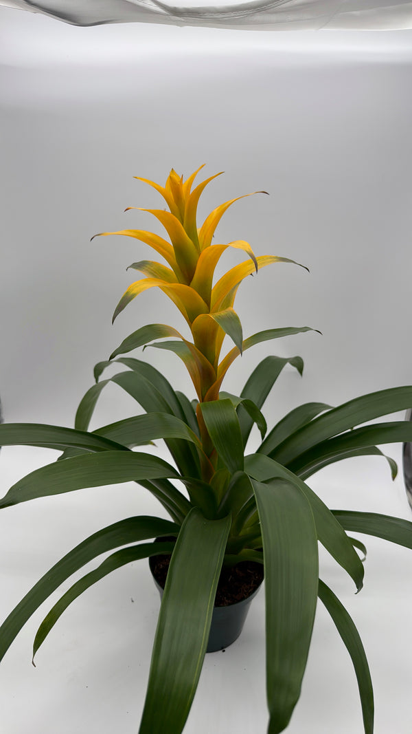 Guzmania Bromeliad