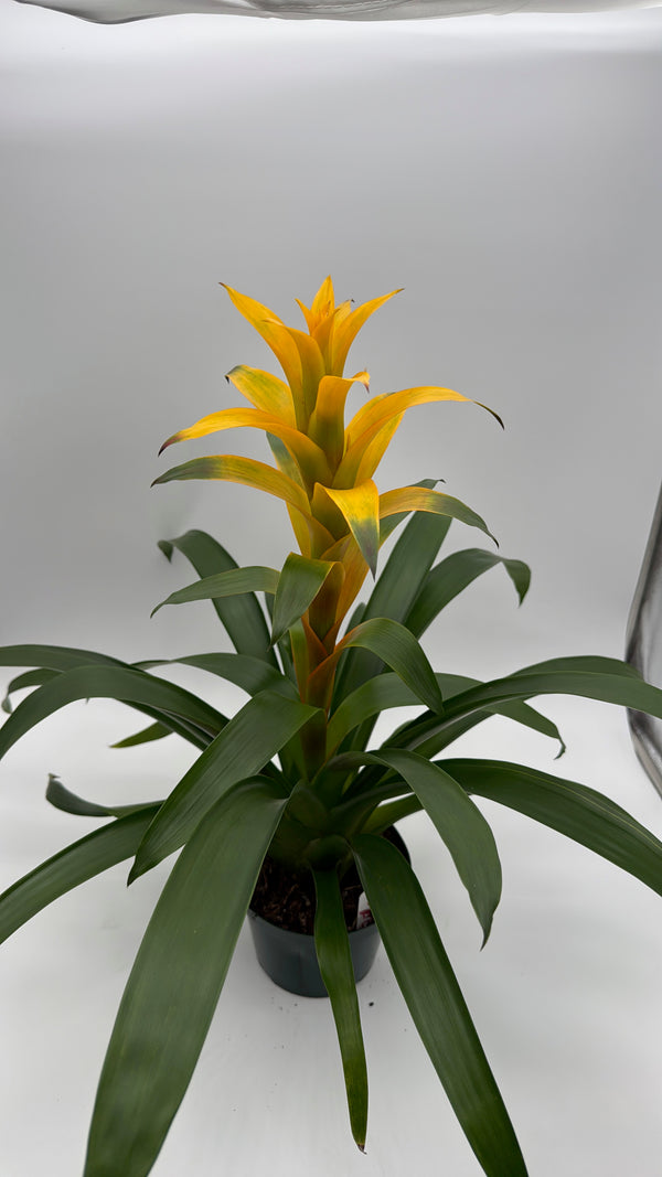 Guzmania Bromeliad