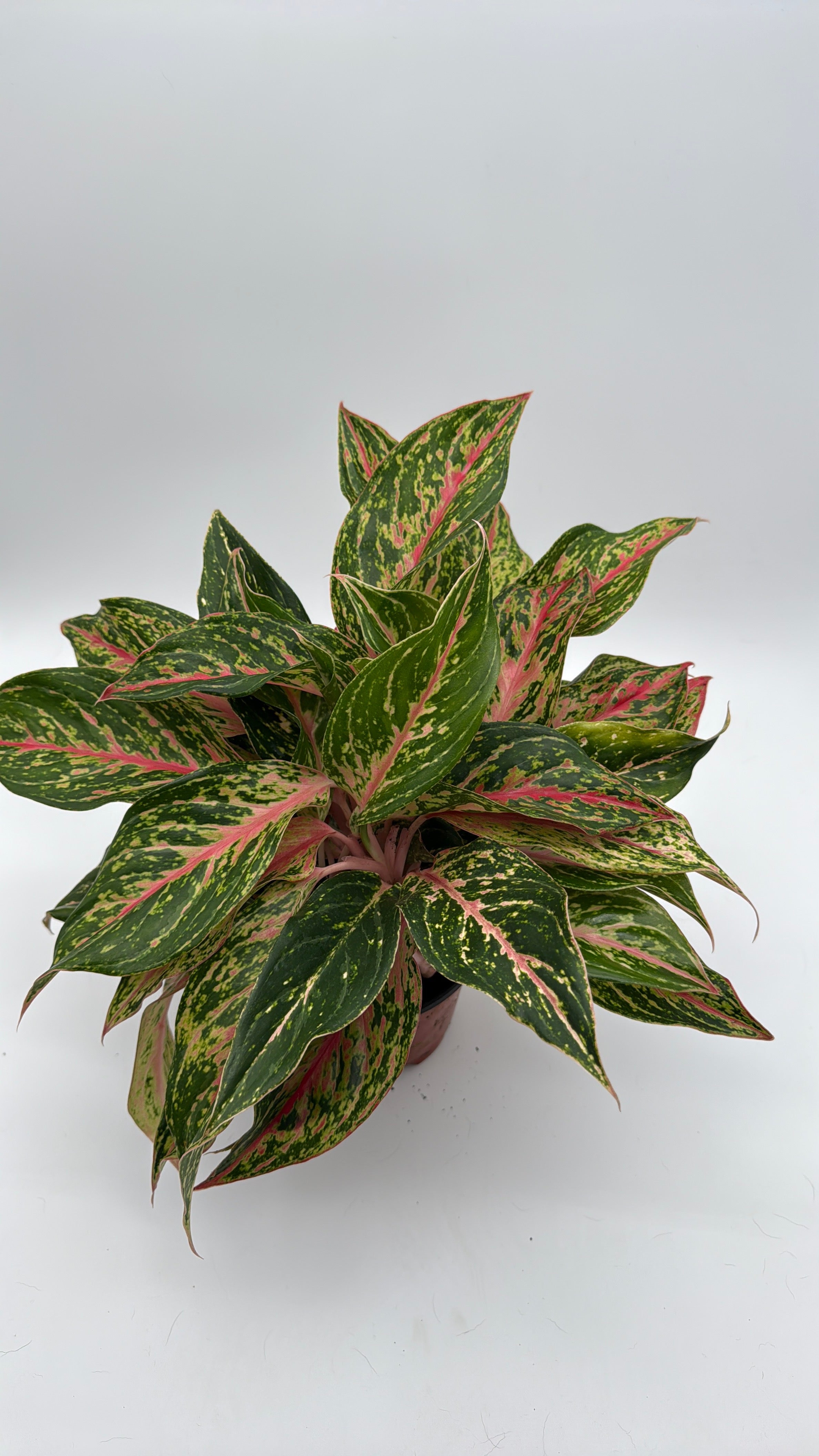 aglaonema charlie Aglaonema 'Pink Starlight'