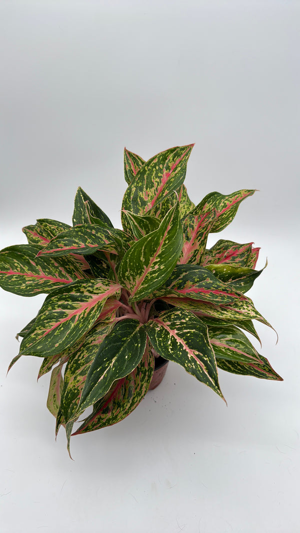 Aglaonema 'Pink Starlight'
